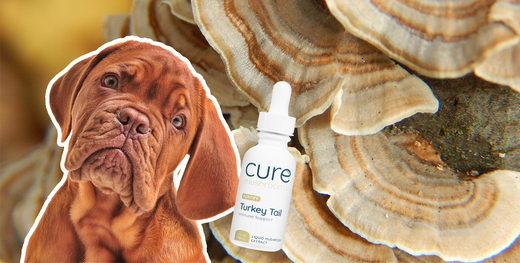 Can I Give My Dog Turkey Tail? Everything You Need to Know