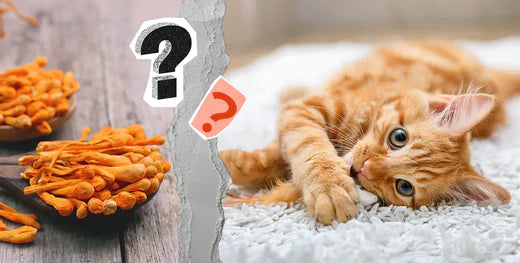 Orange cat and medicinal mushrooms