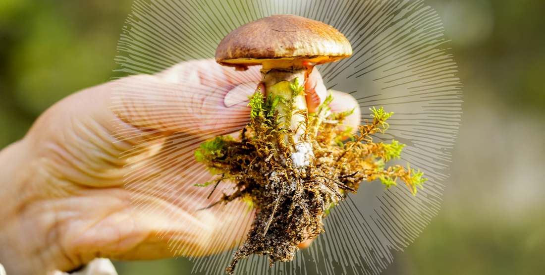 Mushroom Anatomy 101: From Cap to Mycelium