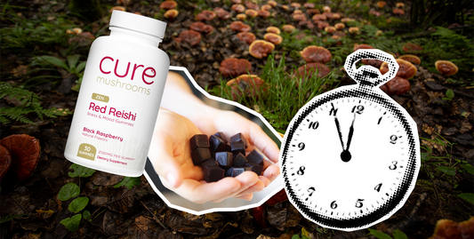 The Ultimate Timing Guide: When to Take Red Reishi Mushrooms